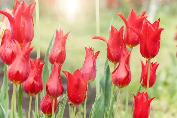 Lindas tulipas vermelhas crescendo no canteiro de flores — Fotografia de Stock