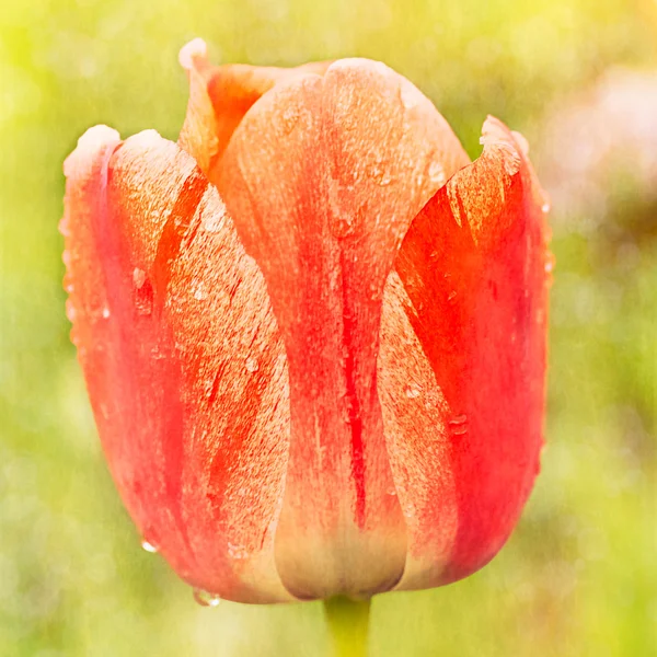 Tulipa vermelha brilhante — Fotografia de Stock