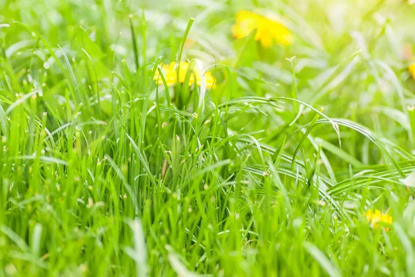 Prato verde di erba estiva con luce solare brillante . — Foto Stock