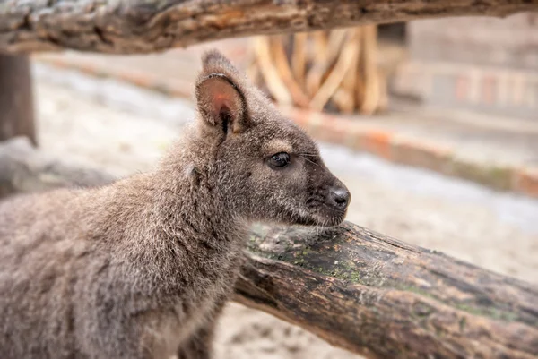 Canguru no zoológico — Fotografia de Stock