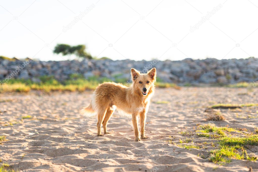 a stray dog standing on the sand looking at the camera - animal protection