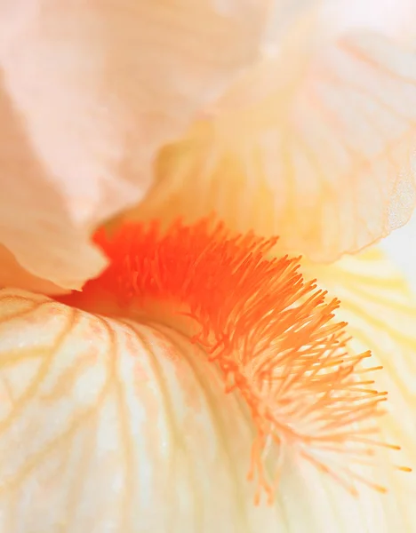 Peach Iris — Stock Photo, Image