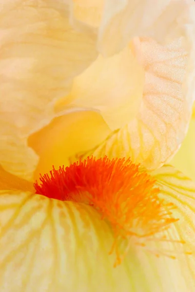 Iris amarillo — Foto de Stock