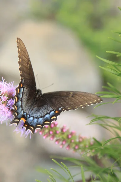 Zwarte Papilionidae vlinder — Stockfoto