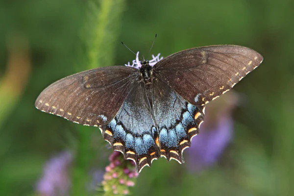 Zwarte Papilionidae vlinder — Stockfoto