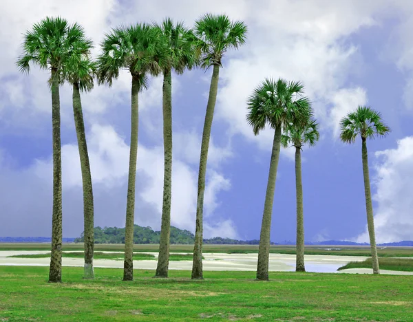 阿米莉亚岛，佛罗里达州 图库图片