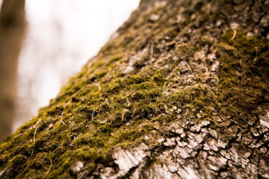 kabuk üzerinde yosun