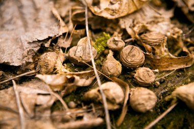 kabuk üzerinde yosun