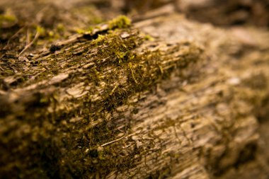 kabuk üzerinde yosun