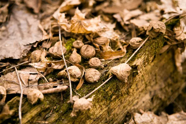 kabuk üzerinde yosun