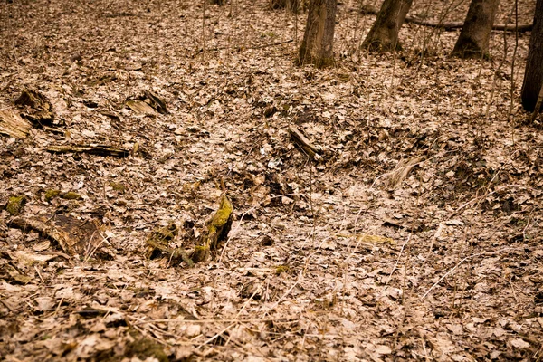 Bosque otoñal, salpicado de hojas secas caídas — Foto de Stock