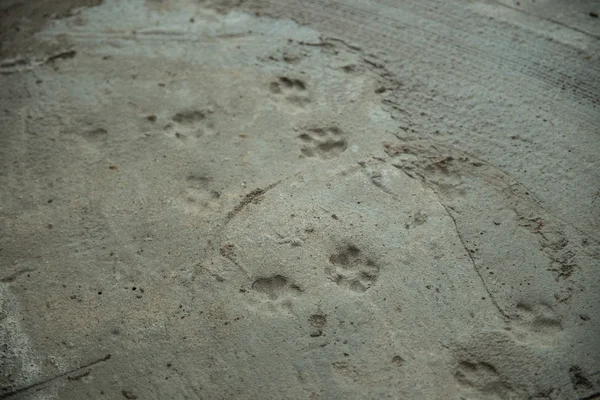 cat footprints in the wet cement floor