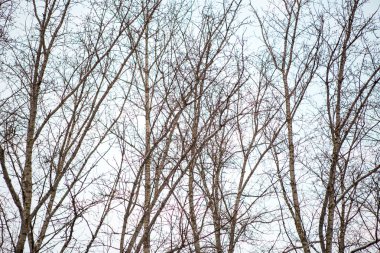 Sonbahar Orman, Kuru düşmüş yaprakları ile noktalı