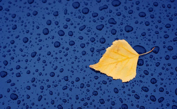 Herfst Achtergrond Met Een Blad Natte Auto Kap — Stockfoto