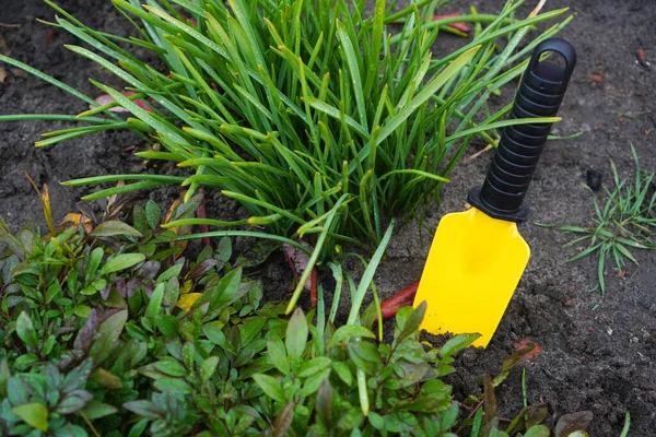 Jardinagem Paisagismo Com Uma Pequena Jardim Uma Grama — Fotografia de Stock