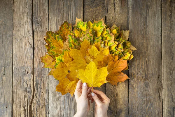 Autumn decoration. Fan of yellow autumn leaves in female hands on a wooden background.