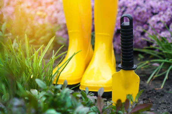 Gardening. Garden shovel and rain boots standing on the backyard of the flower garden.