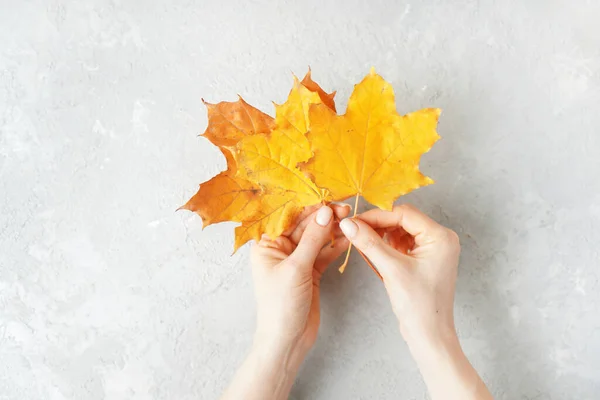 Gele Herfstbladeren Een Tedere Vrouwelijke Handen — Stockfoto