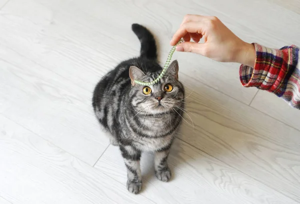 Speelse Kat Klaar Spelen Met Een Speeltje — Stockfoto