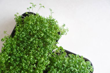 Tepside mikroyeşil su teresi ve roka. Üst Manzara. Boşluğu kopyala.