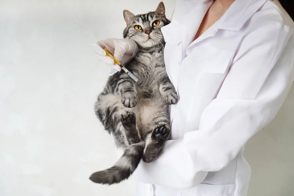 Cat vaccinations. Funny cat looks forward to being vaccinated.