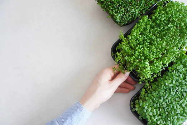Female hand taking microgreen tray. Background with copy space. Top view.
