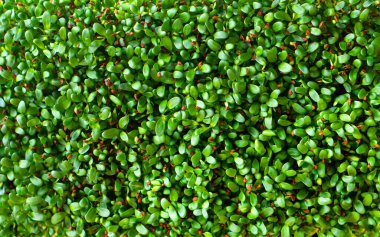 Mikroyeşil yonca arka plan dokusu. Alfalfa filizleniyor.. 