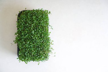 Siyah tepside mikroyeşil yonca. Üst görünüm, alanı kopyala. 