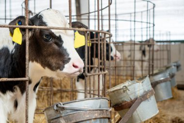 İnek ahırında yeni doğmuş buzağı portresi