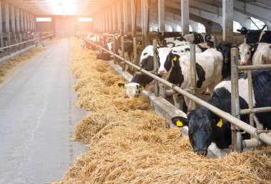 Ahır. Çiftlikteki süt inekleri. İnekler taze saman yiyor.. 