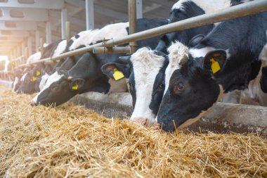 Ahır. Çiftlikteki süt inekleri. İnekler taze saman yiyor..
