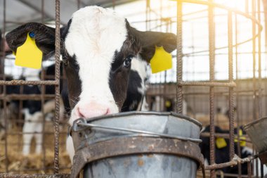 İnek çiftliğinde yeni doğmuş dana portresi