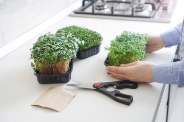 Mutfak masasında mikroyeşil lahanalar. 