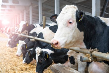Ahır. Çiftlikteki süt inekleri. İnekler taze saman yiyor. Doğal süt üretim süreci.