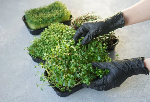 Les Mains Dans Gants Noirs Touchent Germe Microgreens Microgreens Chia — Photo