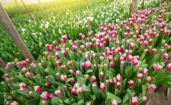 Serra Tulipani Affari Fiori Scena Primaverile Tulipani Che Crescono — Foto Stock