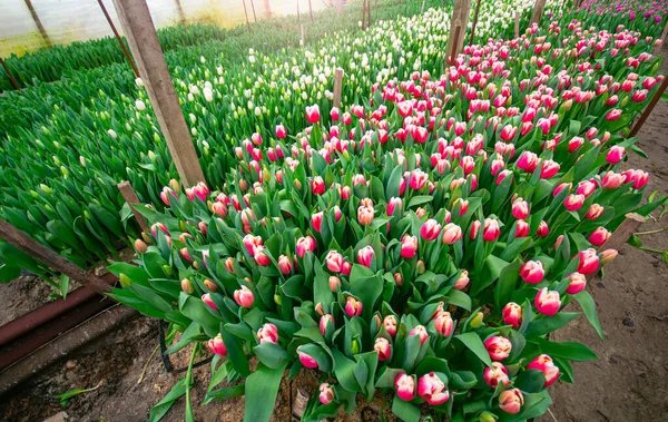 Sfondo Serra Tulipani Scena Primaverile Tulipani Che Crescono — Foto Stock