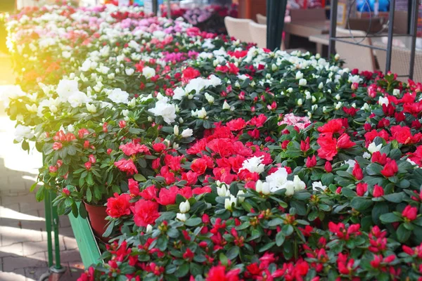 Venda Flores Azalea Grandes Variedades Azálea Loja Flores Mesa — Fotografia de Stock