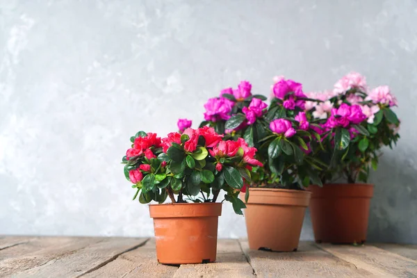 Rostliny Krásné Azalky Květináčích Pozadí Květináče Kopírovacím Prostorem Červená Azalka — Stock fotografie