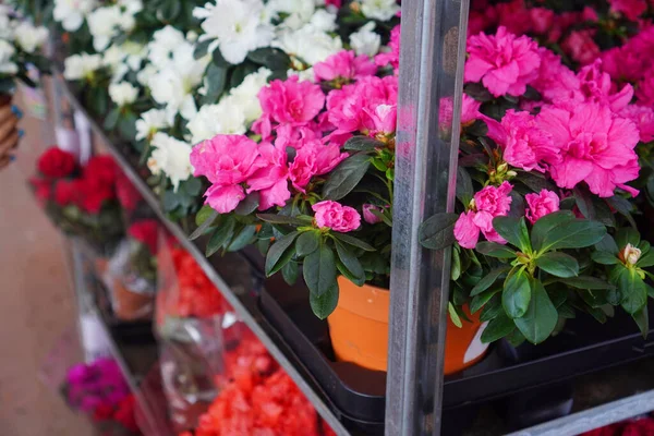 Azálea Flores Prateleira Primavera Envasamento Jardinagem Fundo — Fotografia de Stock
