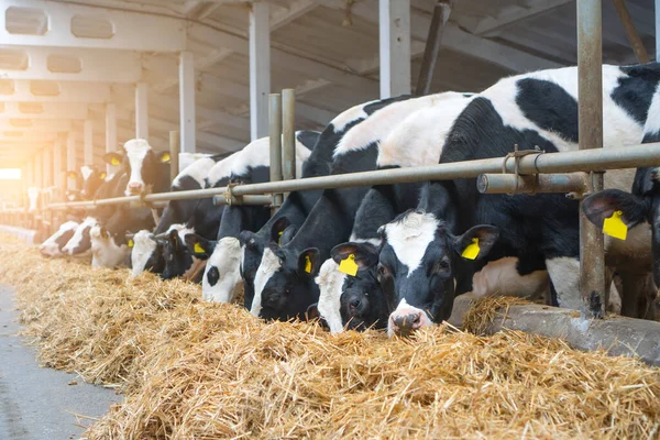 Establo Vacas Lecheras Una Granja Vacas Que Comen Heno Fresco — Foto de Stock