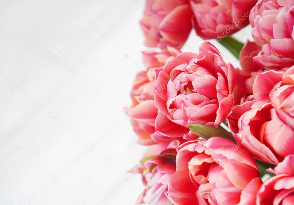 Petals of the pink peony tulips closeup. Copy space. 