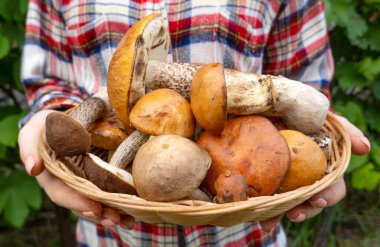 Vahşi, yenilebilir mantarlar ormandan yeni toplandı. Gerçek bir lezzet. Çeşitli yemekler hazırlamak için Aromatik ve lezzetli mantarlar.