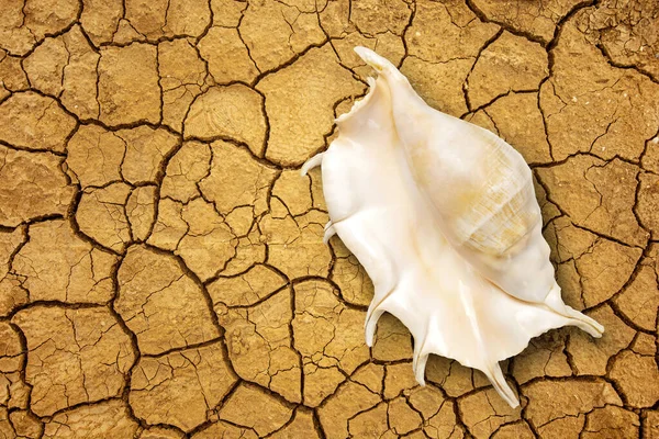 Global warming and climate changing concept with a seashell at the bottom of a dried-up sea