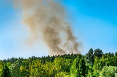 Ormanda yangın. Duman ormanın arka planında.
