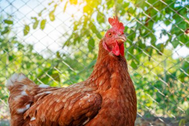 Kahverengi tavuk çiftlikte yürüyor..