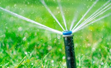 Otomatik çim sulama. Fıskiyeden su damlaları yükseliyor..