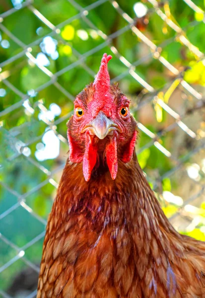 Retrato Gracioso Pollo Rojo Foto Vertical — Foto de Stock