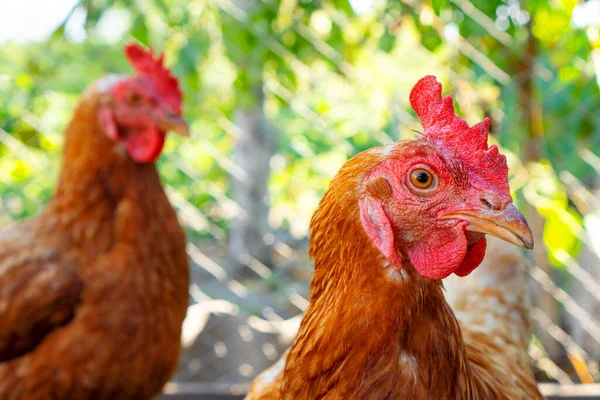 Retrato Gallinas Rojas Cerca Del Gallinero Vida Agrícola Antecedentes Agrarios — Foto de Stock