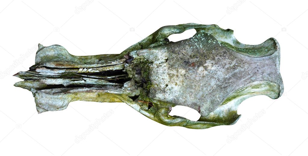 Old animal skull covered with moss isolated on white